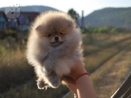Pomeranian κουτάβια